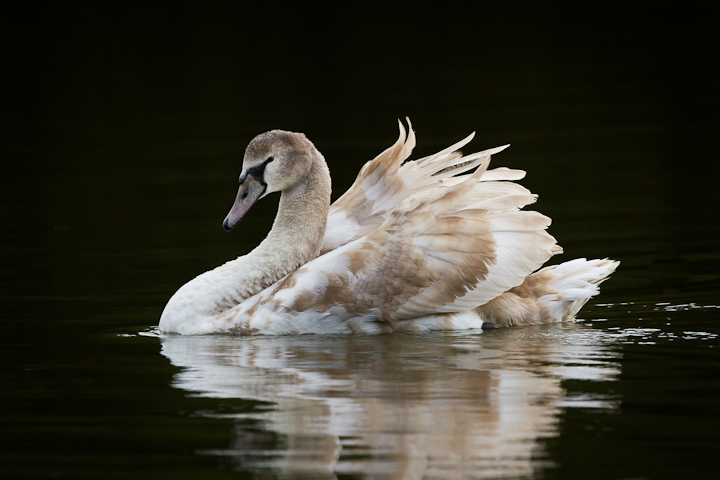 Immature Mute Swan