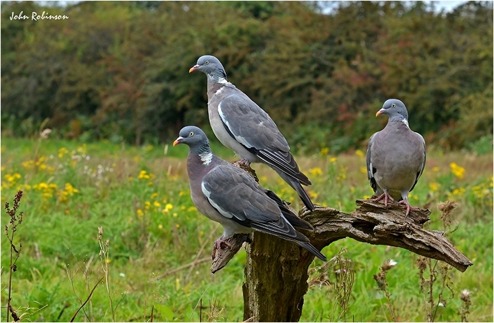 3 Birds on a stick