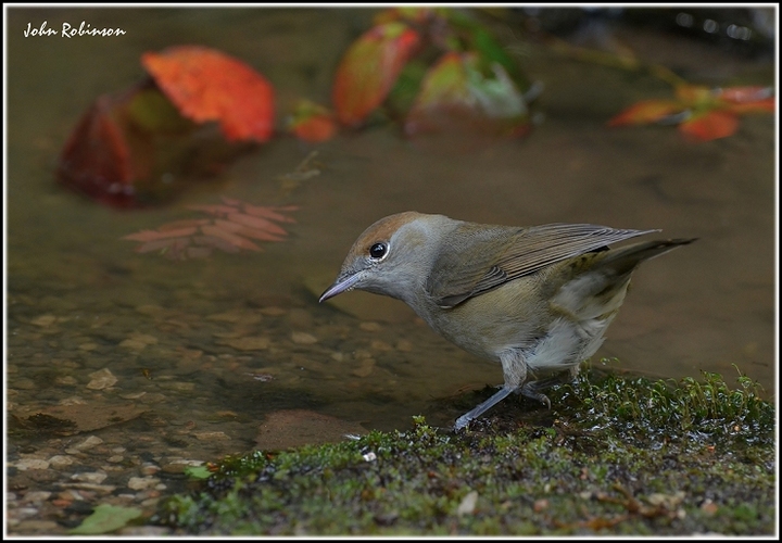 Autumn Blackcap