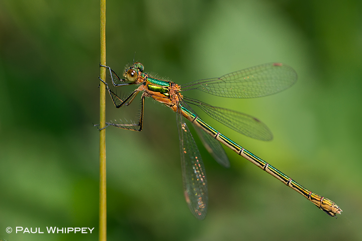 Emerald damselfly