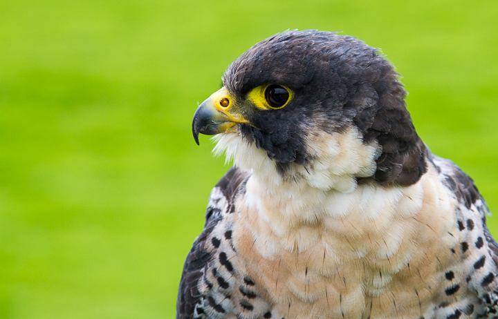 Peregrine portrait (c) + repost