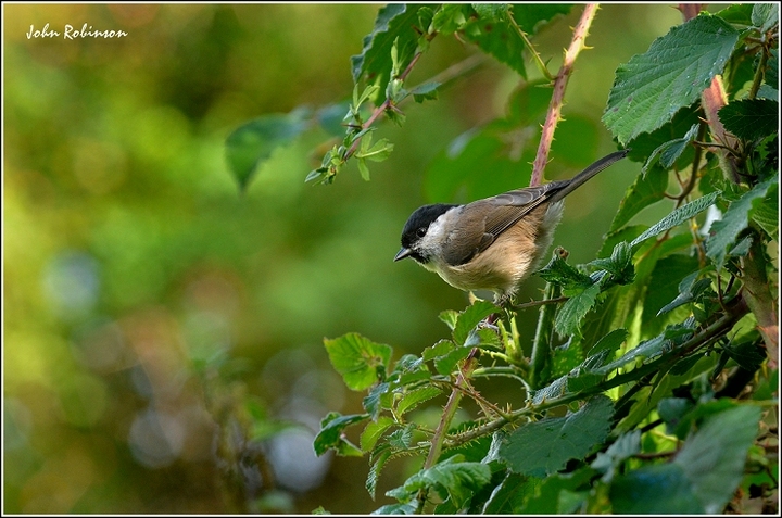 Marsh Tit-Not BIF+BIF