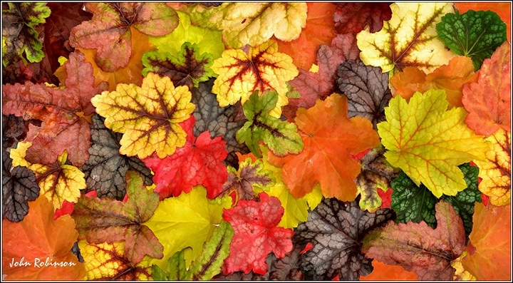 Leaves