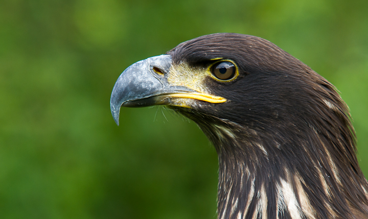 The Beak (c)