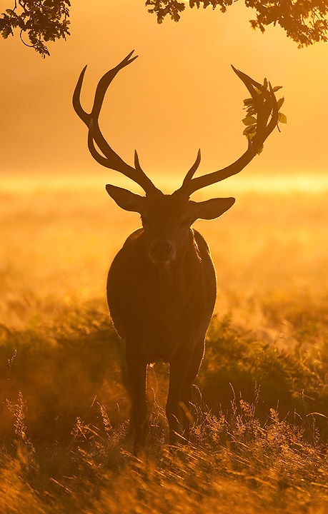 Another Deer!