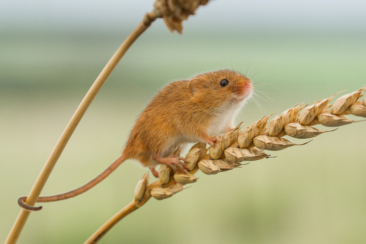 Harvest Mouse...