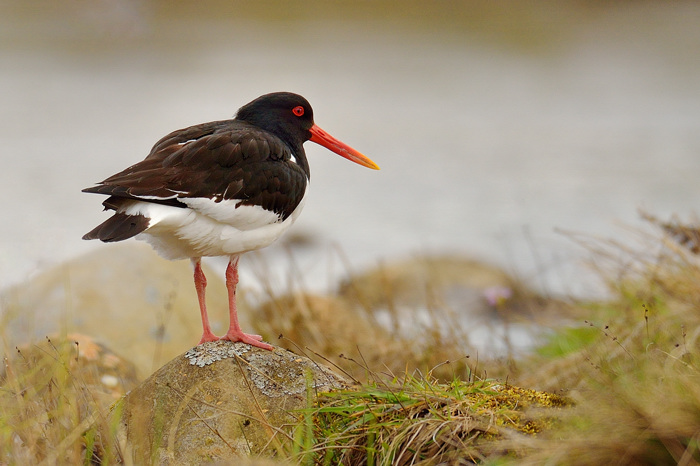 Oyster Catcher
