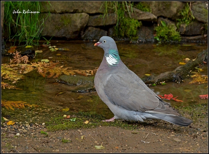 BIF Pigeon.