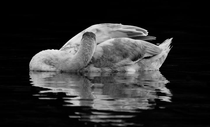 Variation on a swan.