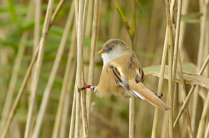 Bearded Tit