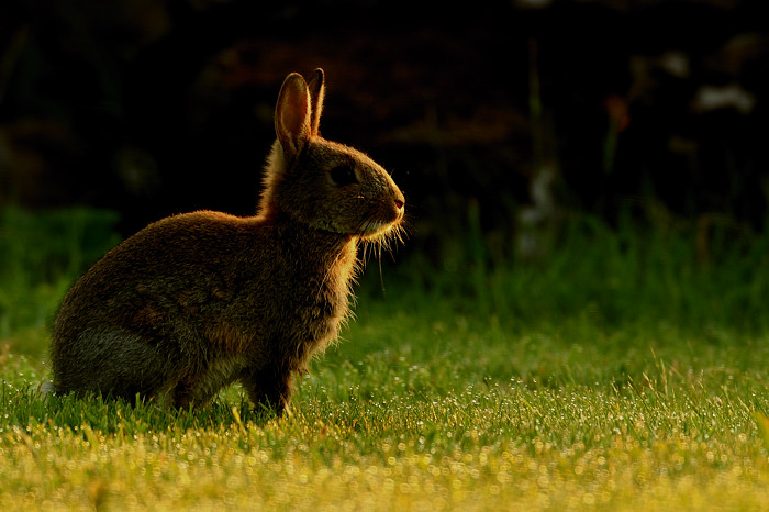 Backlit Bunny + REPOST