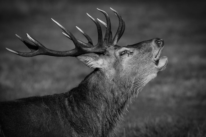 Red in Mono...