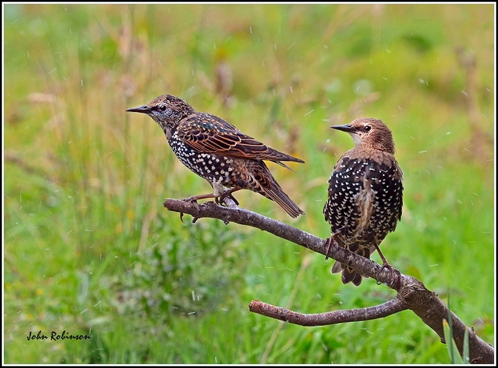 Starlings