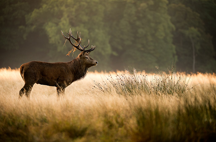 Deer