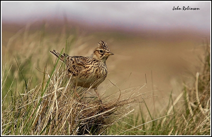 Skylark on Grass