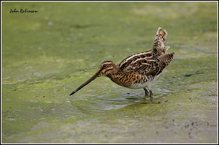 Alert Snipe