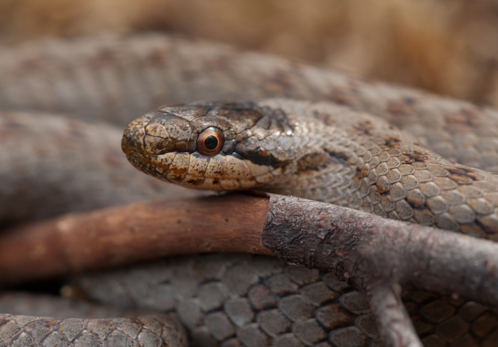 Smooth snake