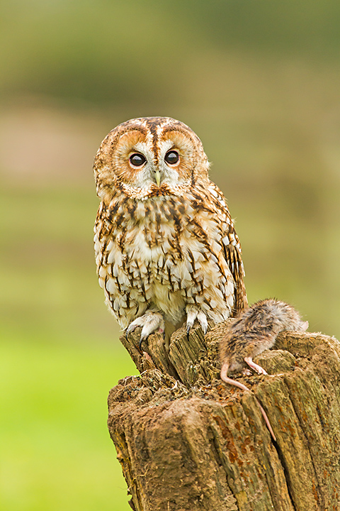 Tawny Owl(C) with Rat