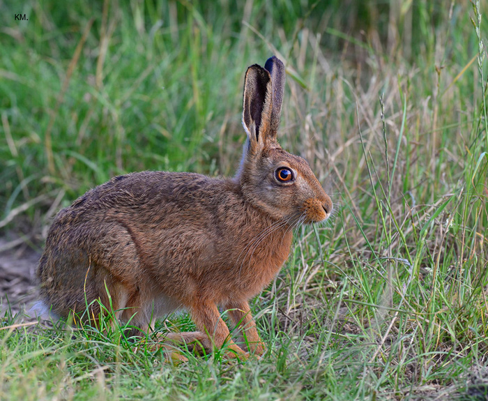 Brown Hare up close.