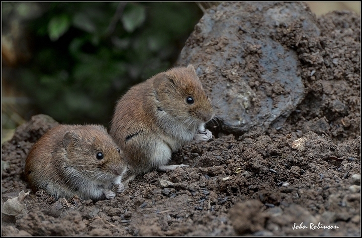 Bank Voles