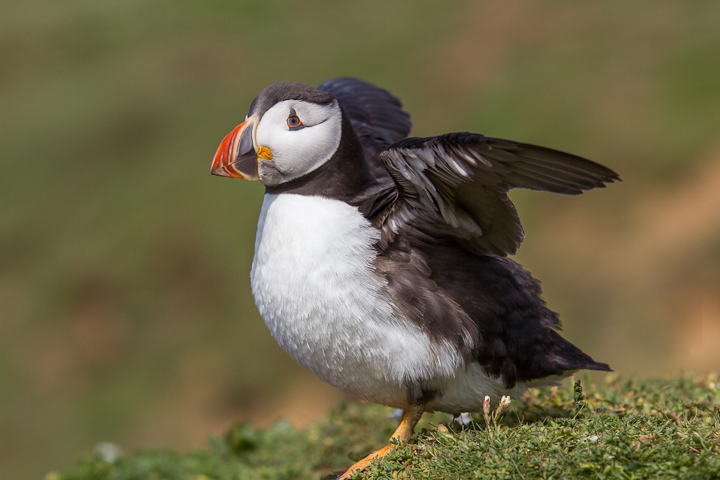 Portly Puffin