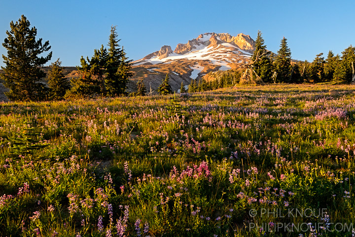 Mt. Hood Wildflowers