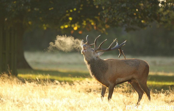 red deer stag