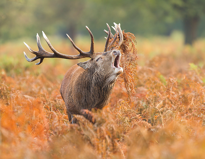 Bellowing Stag