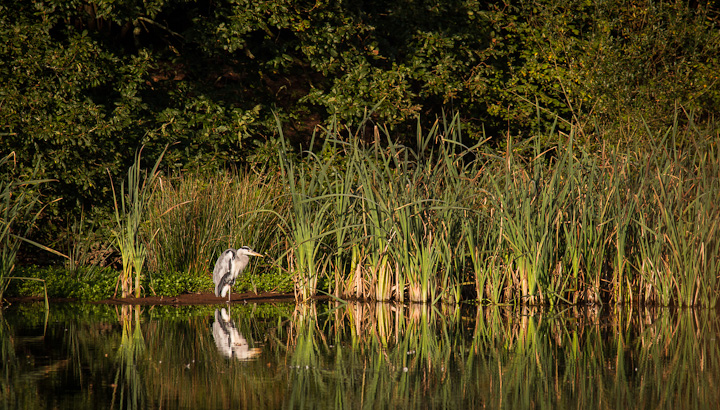 Morning sojourn  + cropped repost