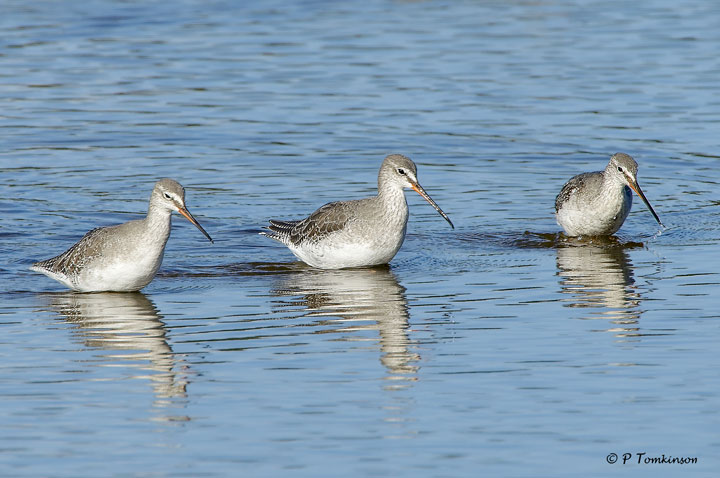 Spotted redshank