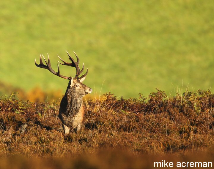 red deer stag