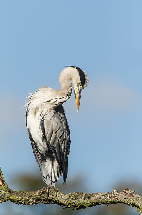 Posing Heron