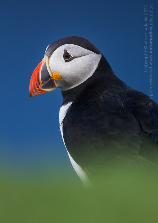 Yes, it's a Puffin