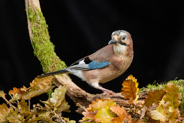 Jay