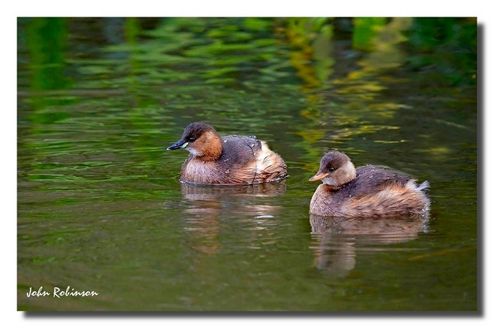 Little Grebes