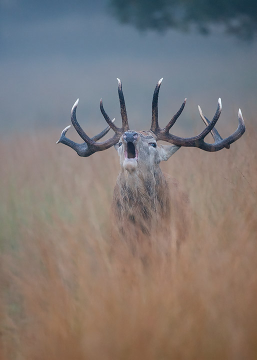 Red Deer Stag 