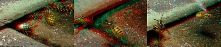 Wasp triptych