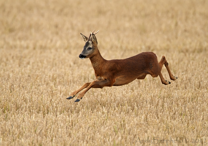 Roe Deer buck