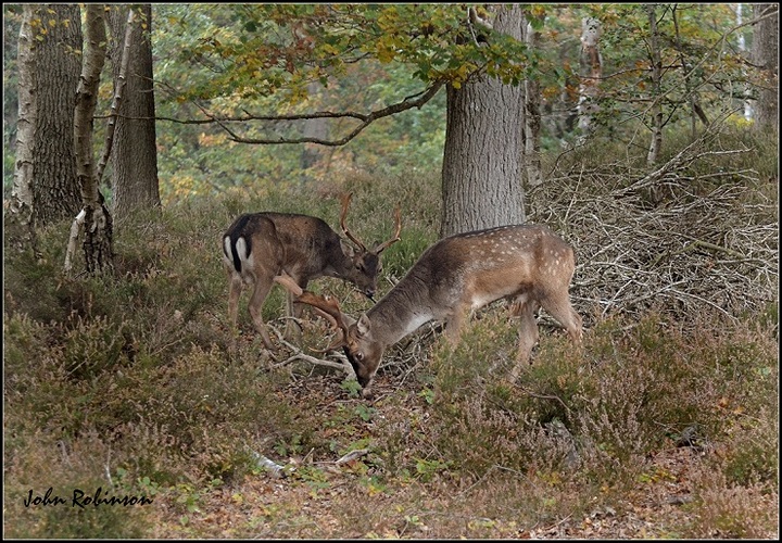 Two Bucks+ Hide