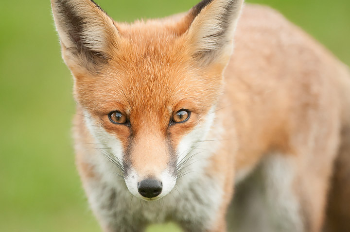 Red Fox