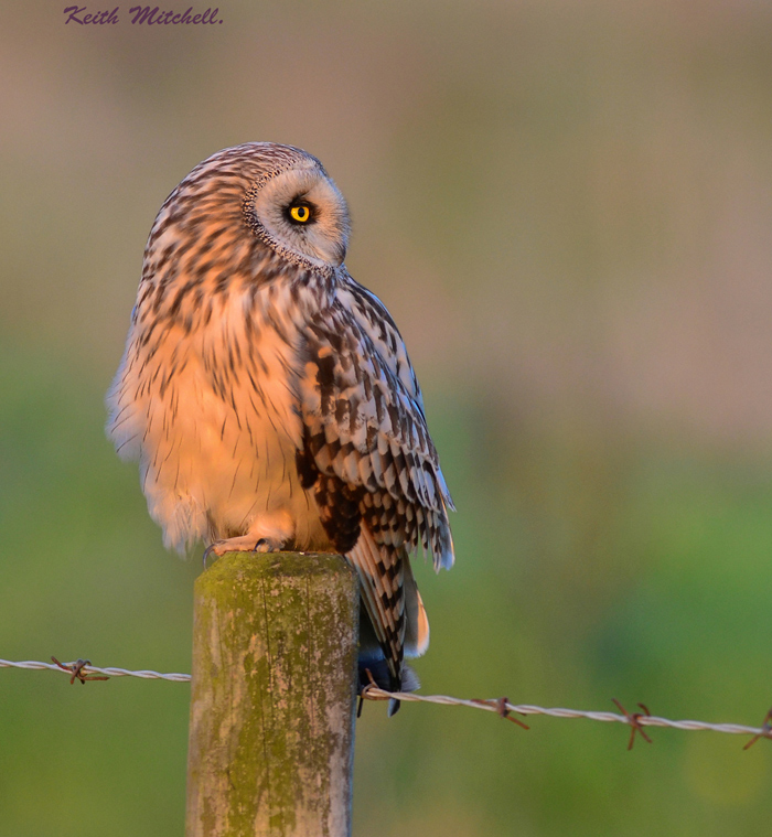 Short Eared Owl.