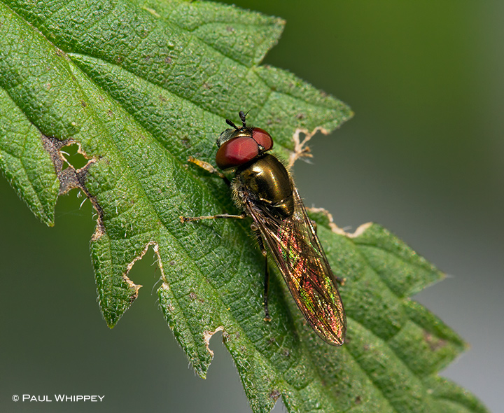 Fly on a leaf