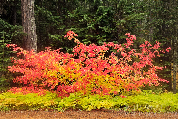 Vine Maple Blaze
