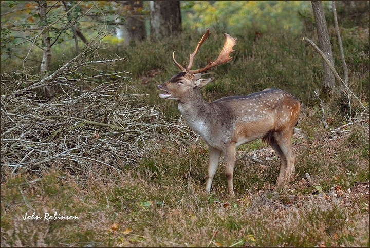 Fallow Buck+ extra