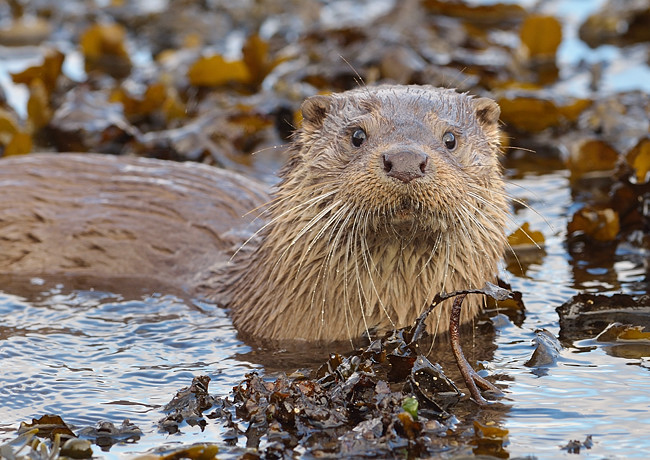 Otter II