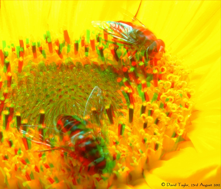 Two hoverflies f.....