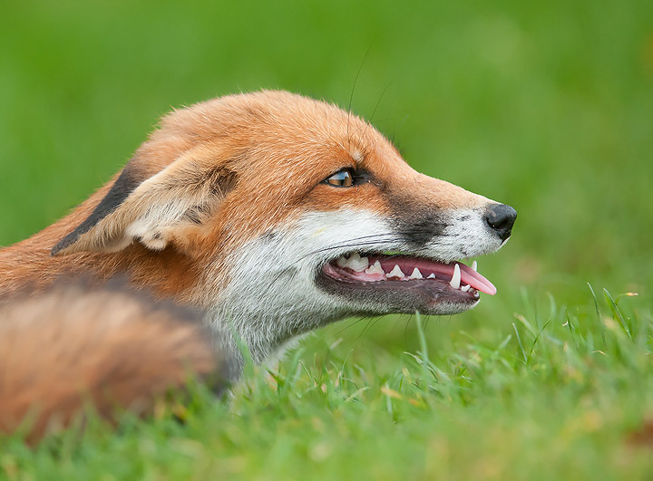 Red Fox II
