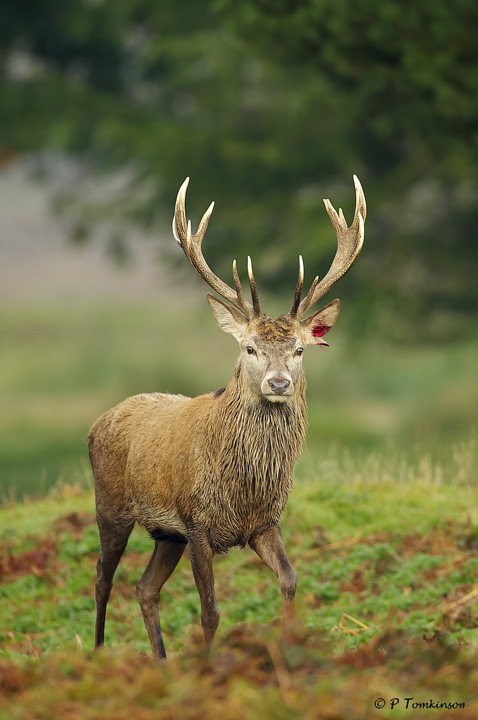 I,m Stag  erd