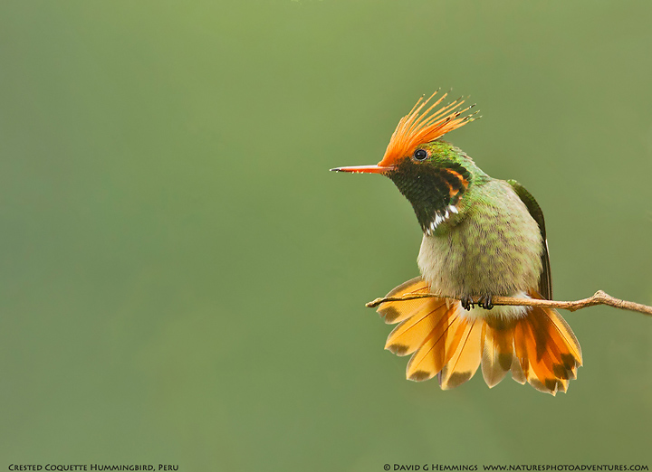 Rufous Crested Coquette