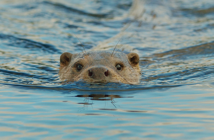 Otter III